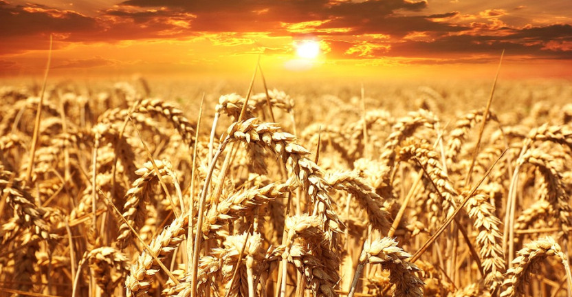 Предварительные итоги уборки зерновых культур в Ставропольском крае